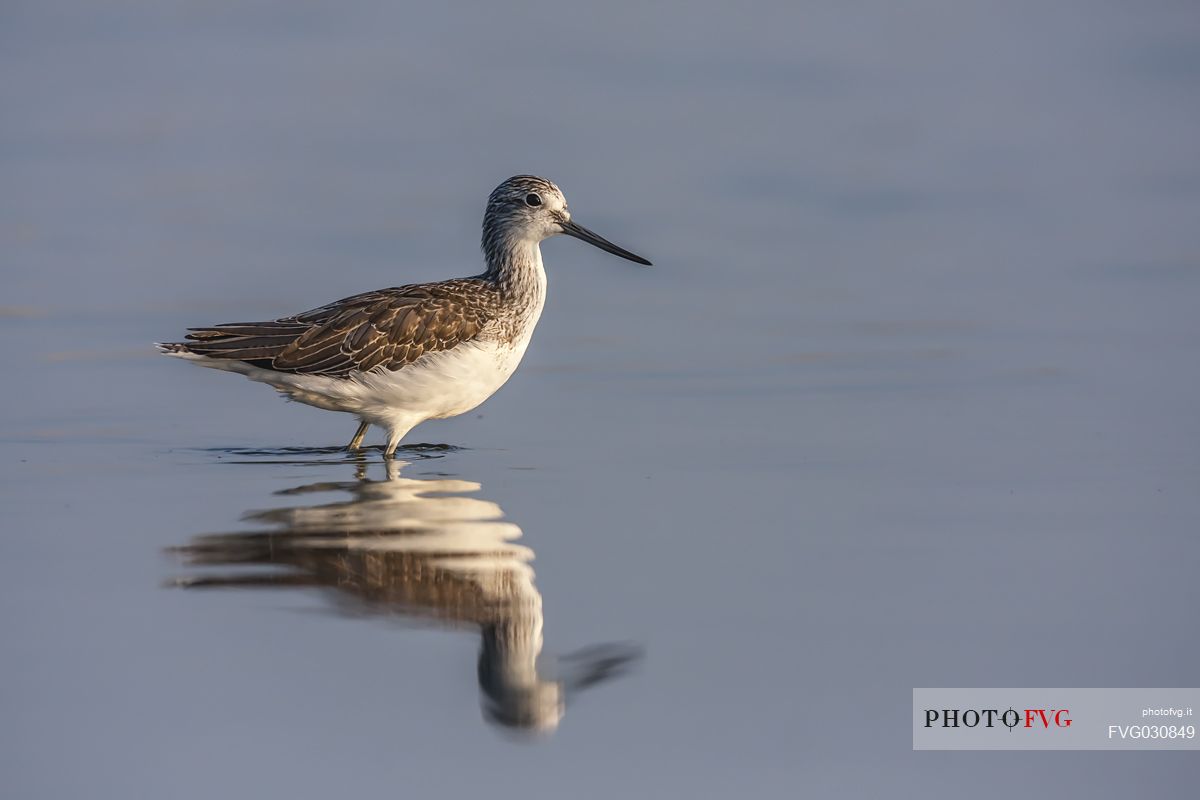 Greenshank portrait, Tringa nebularia