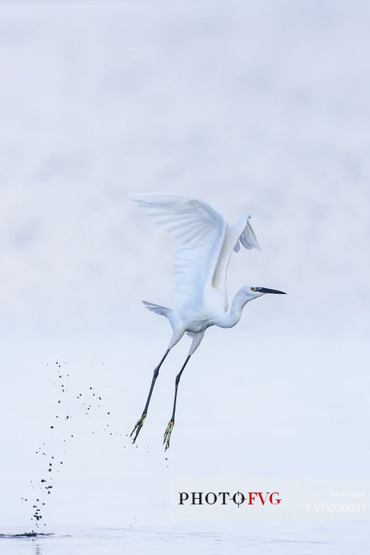 Portrait of Egret flight