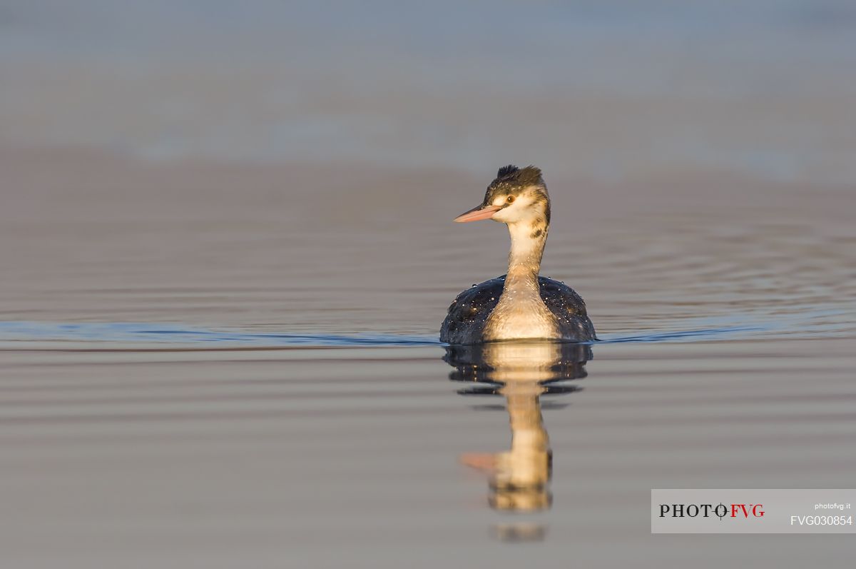 Great Crested Grebe