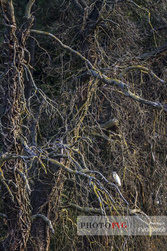 Squacco heron on tree