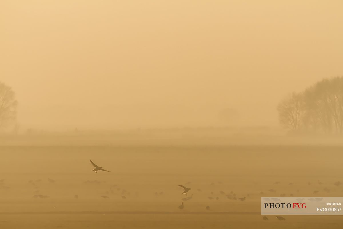 Flock of fronted geese in the fog