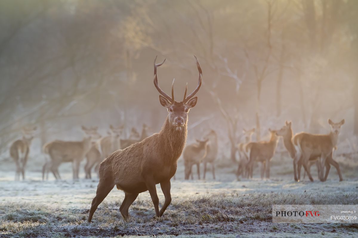 Imposing deer male with females in the Mesola woods, Parco Delta del P, Italy