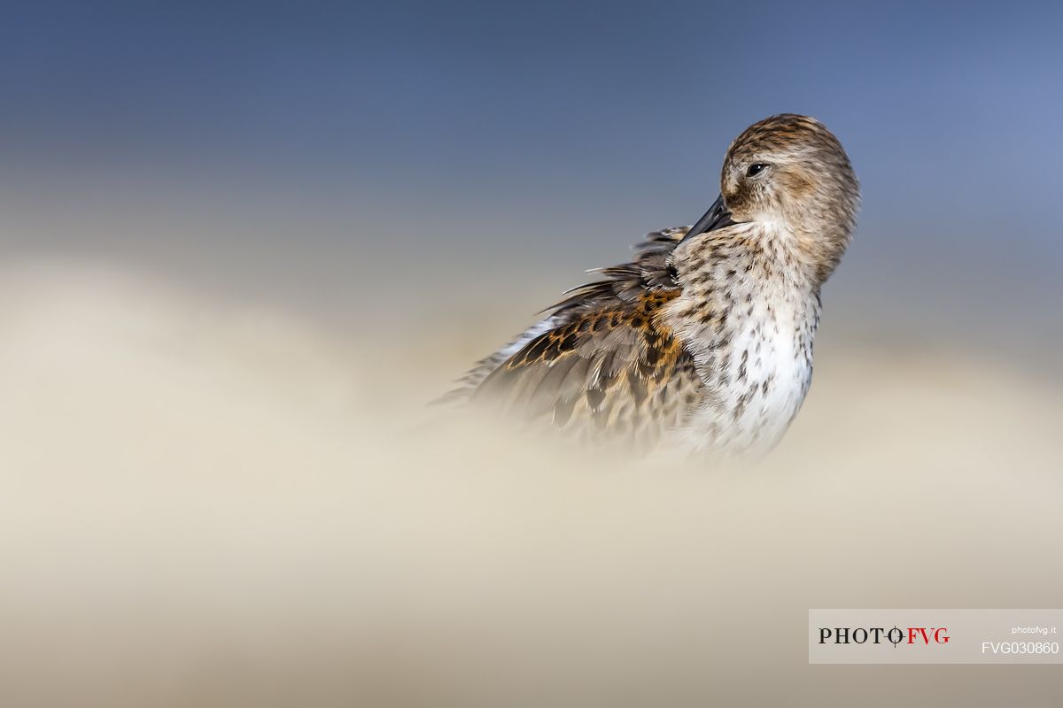 Sanderling portrait 