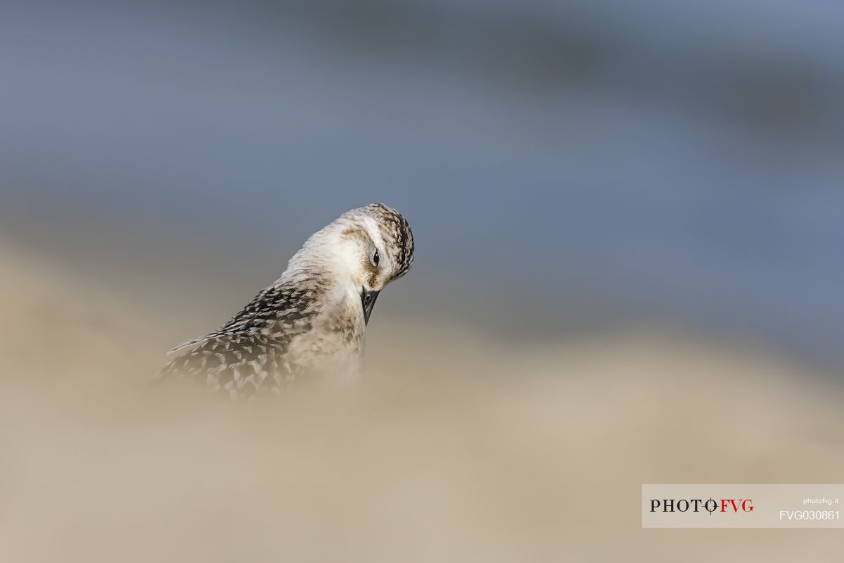 Sanderling portrait 