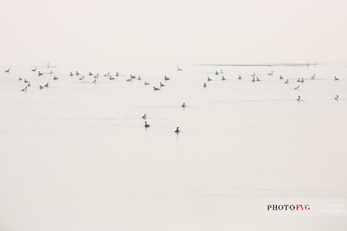 Flock of Grebes, black-necked in the fog