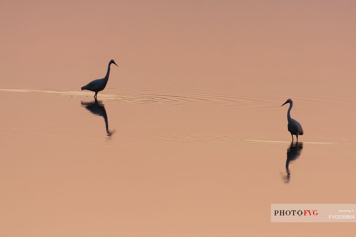 Egret at sunset, Parco Delta del P park, Italy