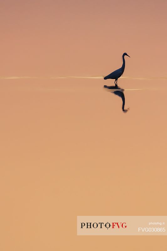 Egret at sunset, Parco Delta del P park, Italy