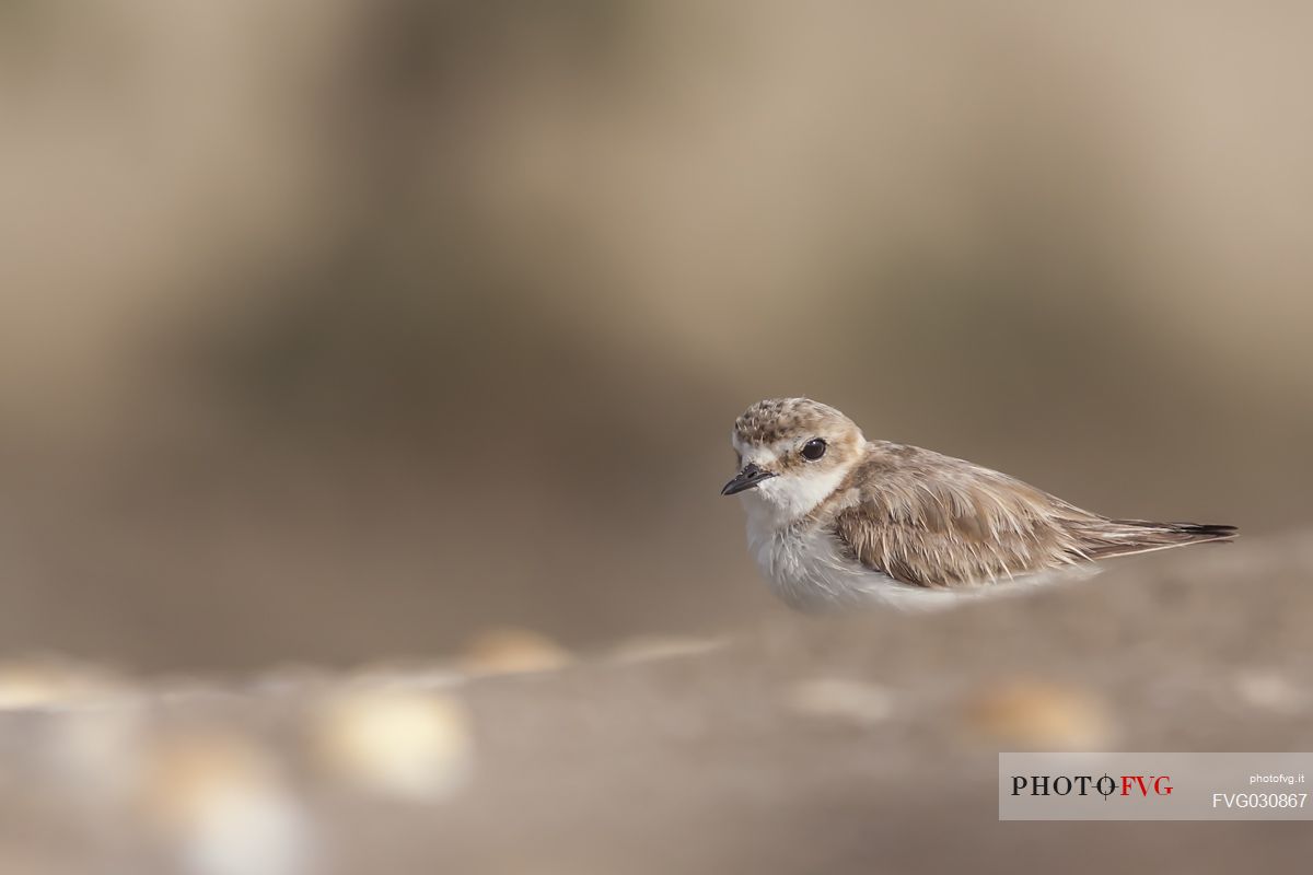 Kentish plover portrait