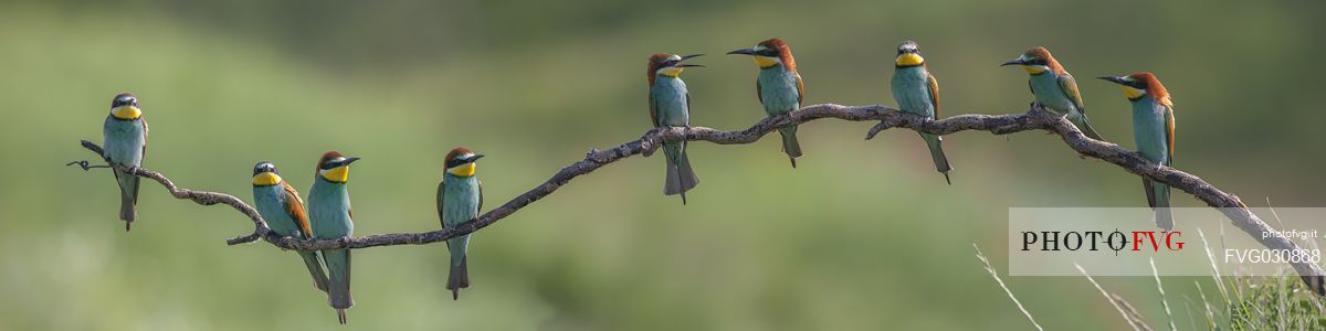 Bee Eater group