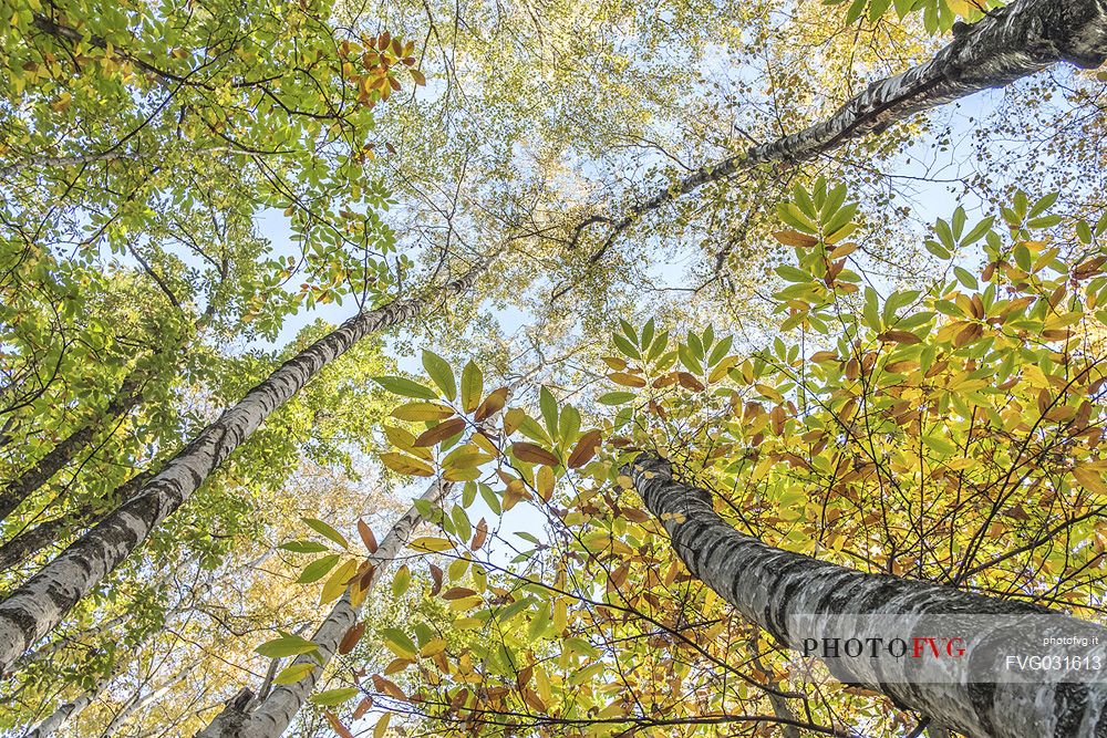 Birch and chestnut trees in the autumn