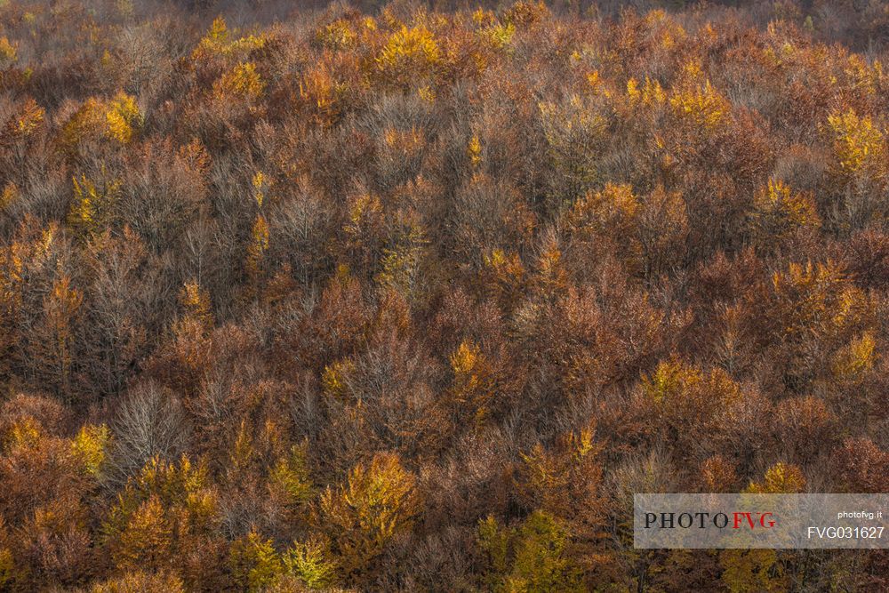 Beech wood in the autumn