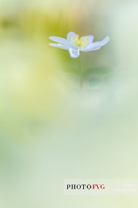 European Wood Anemone, anemone nemorosa