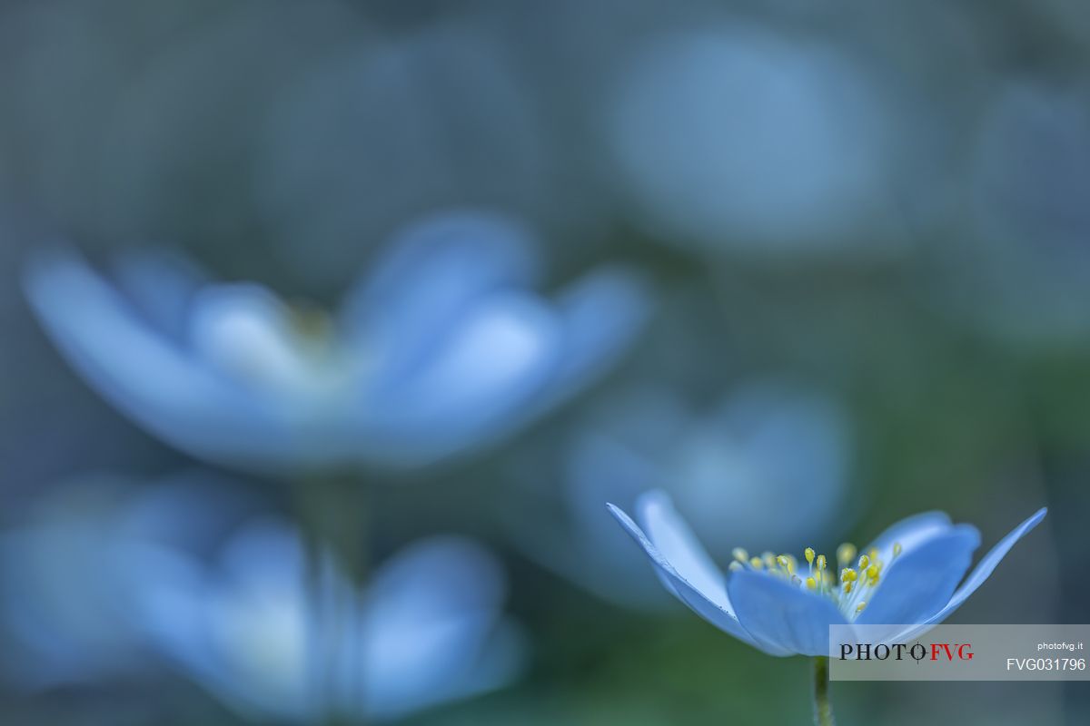 European Wood Anemone, anemone nemorosa