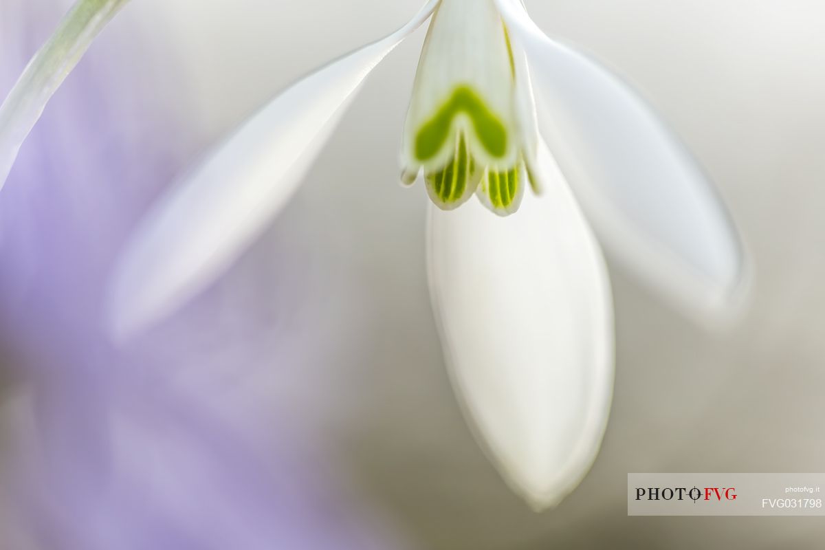 Delicate snowdrop, Galanthus nivalis