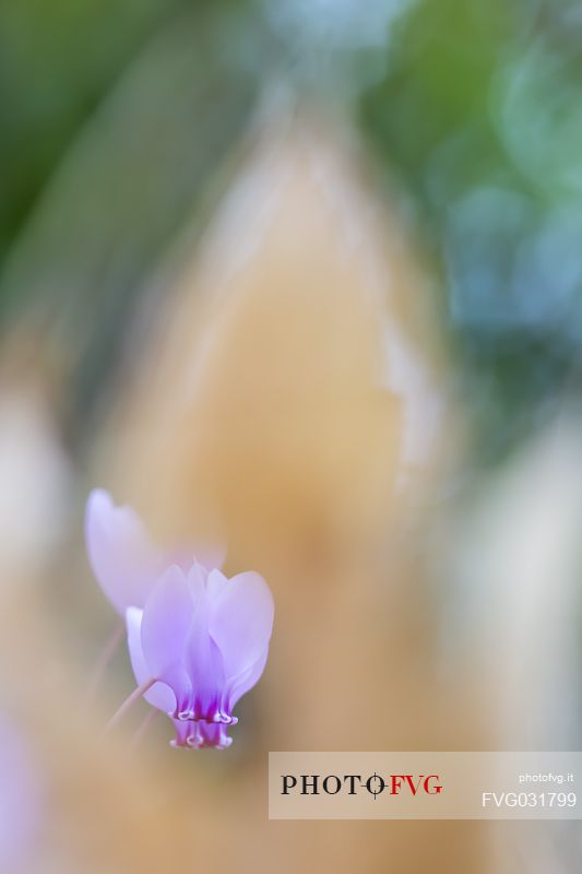 Cyclamen