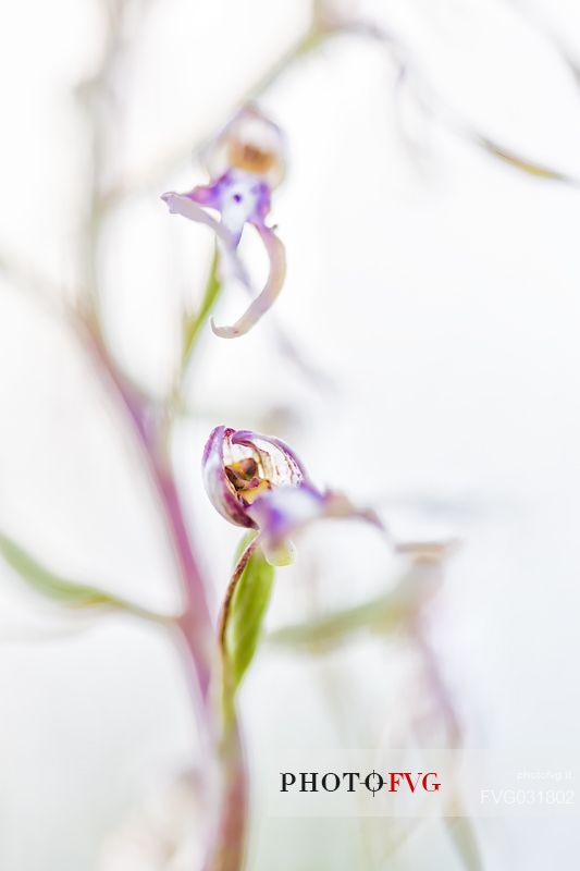 Adriatic Lizard Orchid, Himantoglossum adriaticum