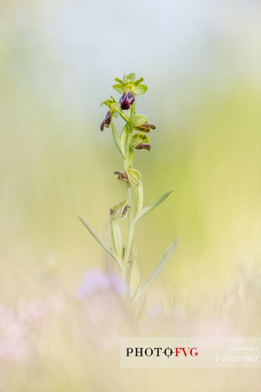 Sombre Bee Orchid, Ophrys fusca