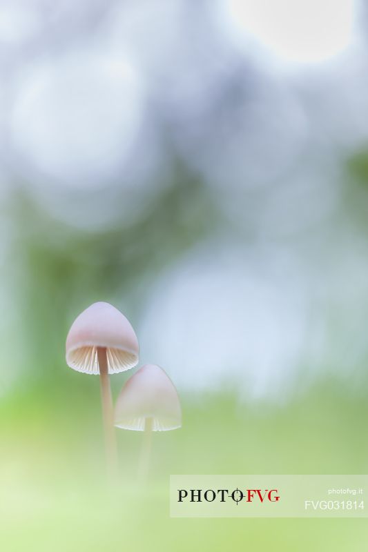 Small mushrooms in the undergrowth