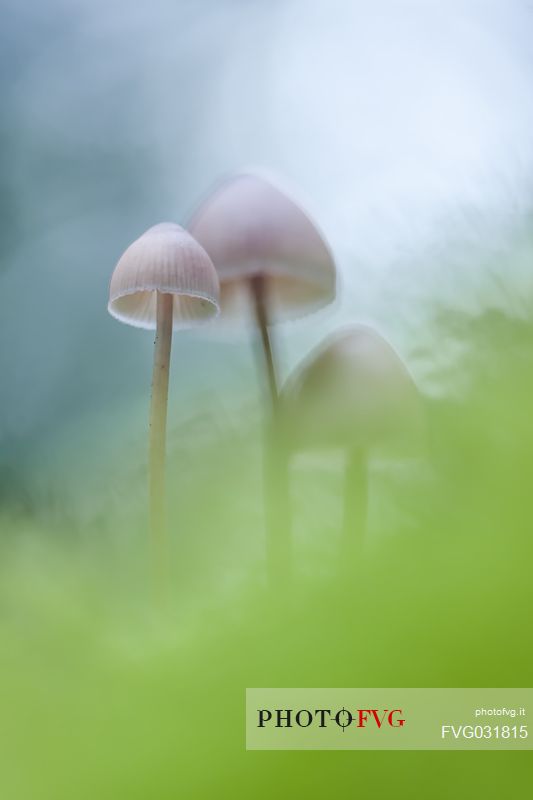 Small mushrooms in the undergrowth