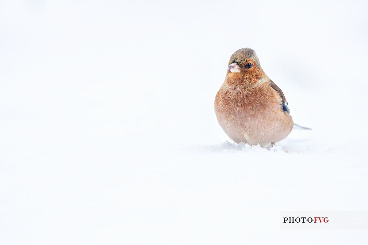 Finch in the snow