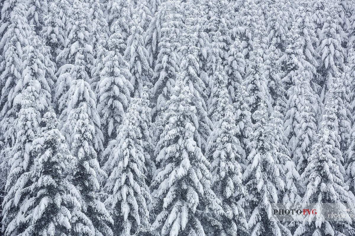 Snowy Firs