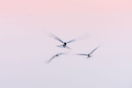 Common Tern at sunset