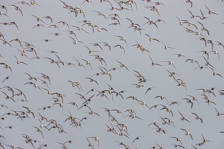 Big flock of dunlins, calidris alpina, in flight