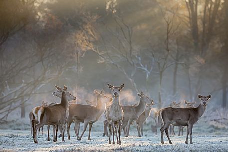 Group of deer in the Mesola woods, Parco Delta del Pò, Italy Group of deer in the Mesola woods, Parco Delta del Pò, Italy