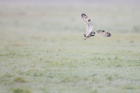 Short eared Owl flight, Asio Flammeus 