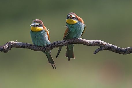 European bee eaters couple courtship