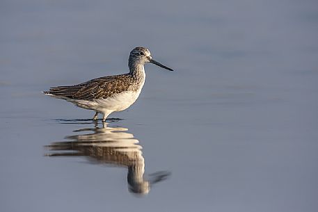 Greenshank portrait, Tringa nebularia