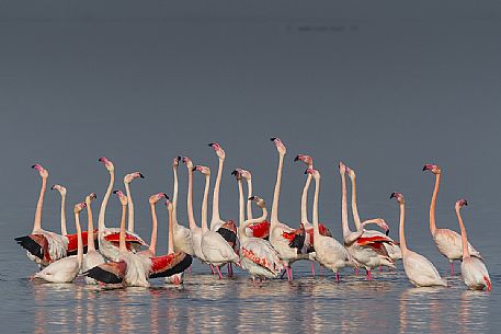 Falmingos in the Comacchio valley, Emilia Romagna