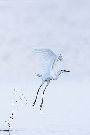 Portrait of Egret flight