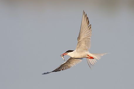 Common Tern flight