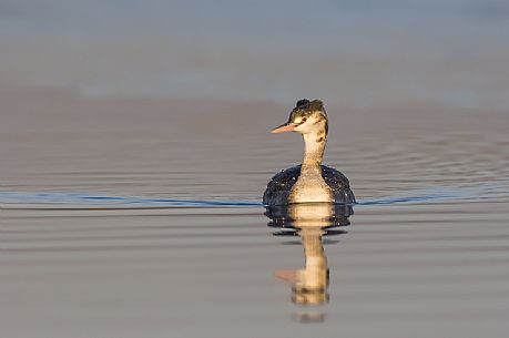 Great Crested Grebe