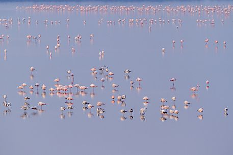 Flock of Falmingos in the Comacchio lagoon, Emilia Romagna, Italy