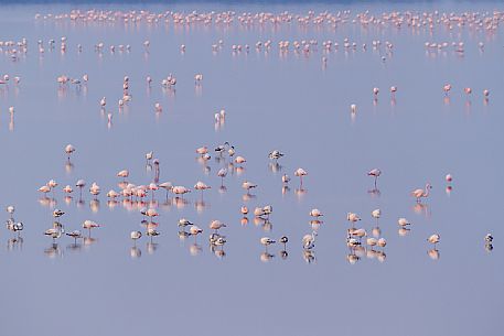 Flock of Falmingos in the Comacchio lagoon, Emilia Romagna, Italy