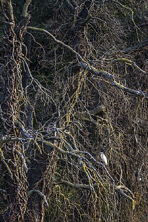 Squacco heron on tree