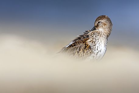 Sanderling portrait 