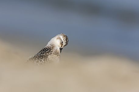 Sanderling portrait 