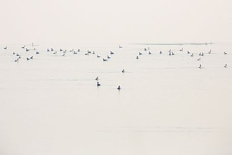 Flock of Grebes, black-necked in the fog