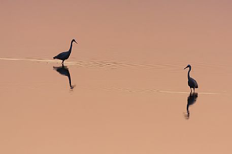 Egret at sunset, Parco Delta del P park, Italy