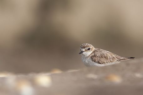 Kentish plover portrait