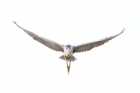 Night heron fligt