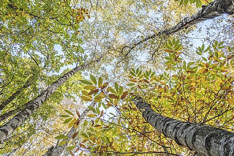 Birch and chestnut trees in the autumn