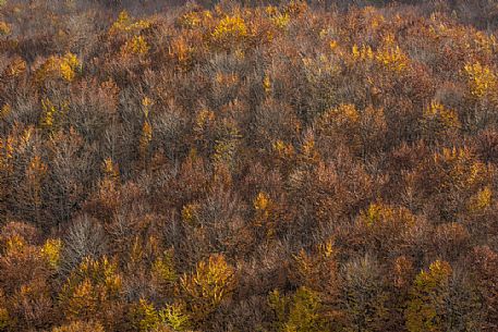 Beech wood in the autumn