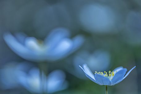 European Wood Anemone, anemone nemorosa