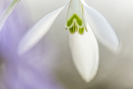 Delicate snowdrop, Galanthus nivalis