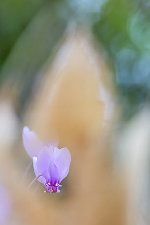 Cyclamen