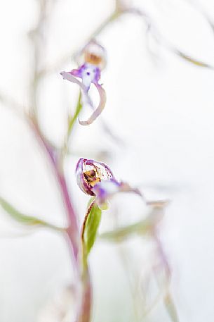 Adriatic Lizard Orchid, Himantoglossum adriaticum